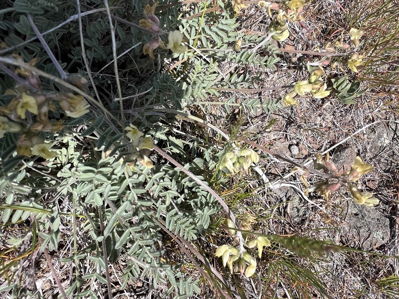 Astragalus misellus var. pauper photo 8