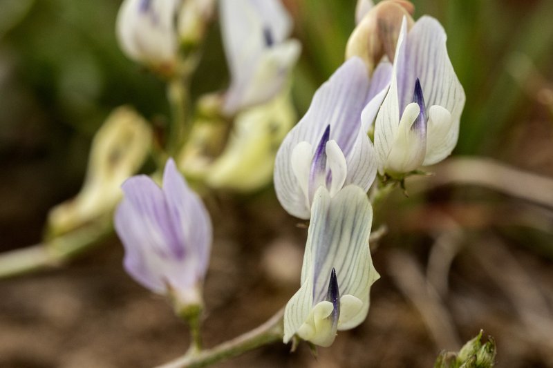 Timber Milkvetch