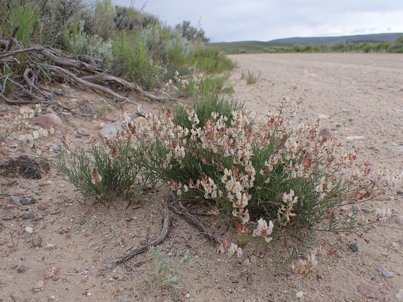 Timber Milkvetch photo 3