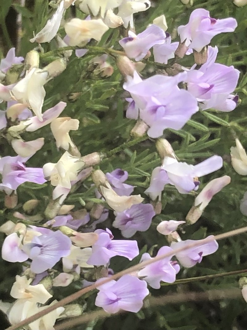 Timber Milkvetch photo 4