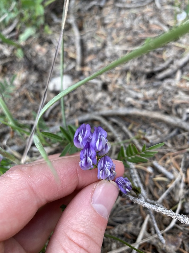 Timber Milkvetch photo 5