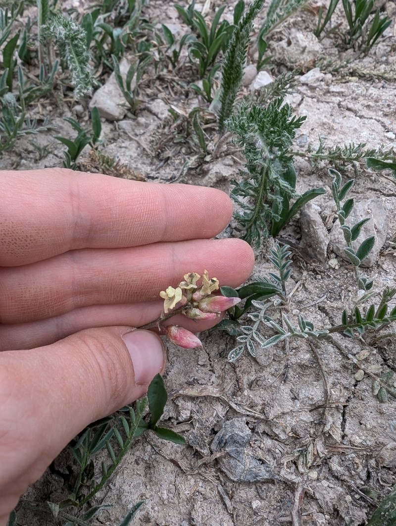 Timber Milkvetch photo 6