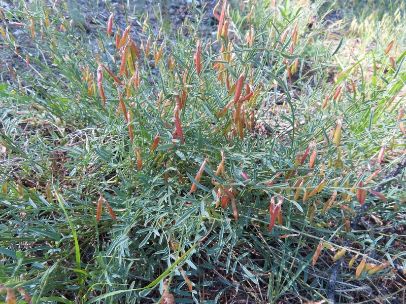 Timber Milkvetch photo 7
