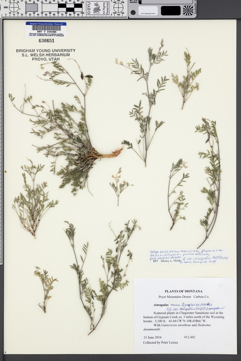Astragalus miser var. crispatus