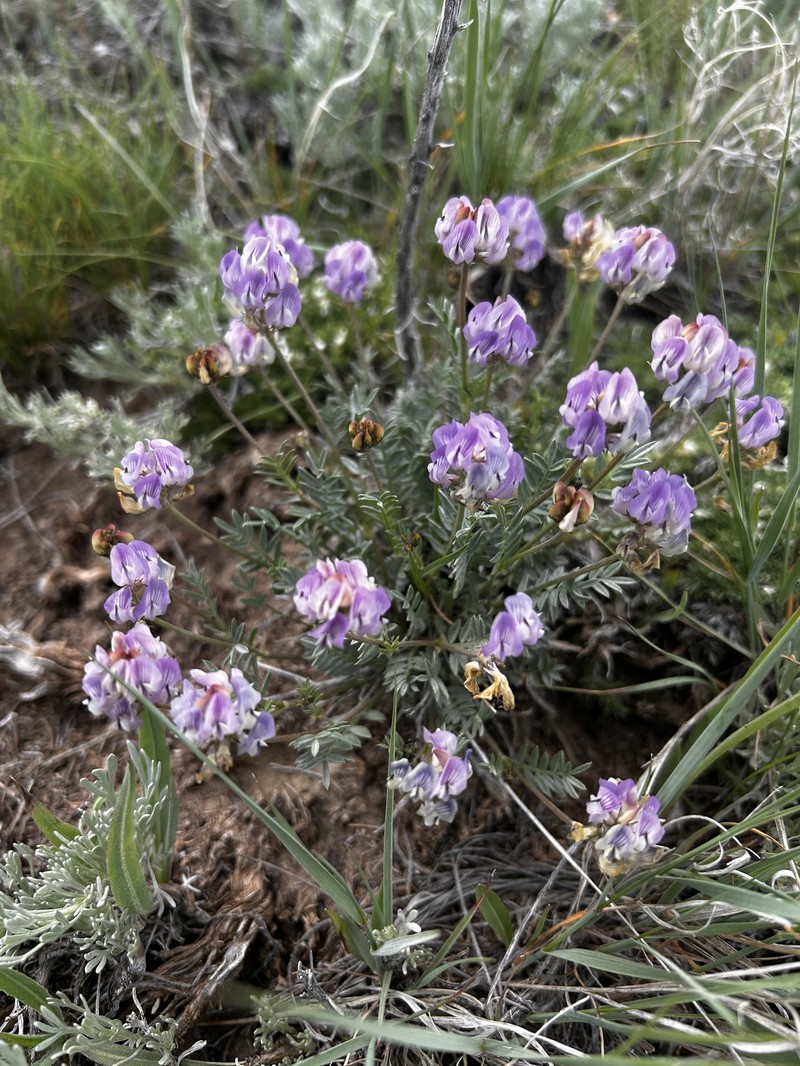 Astragalus miser var. decumbens