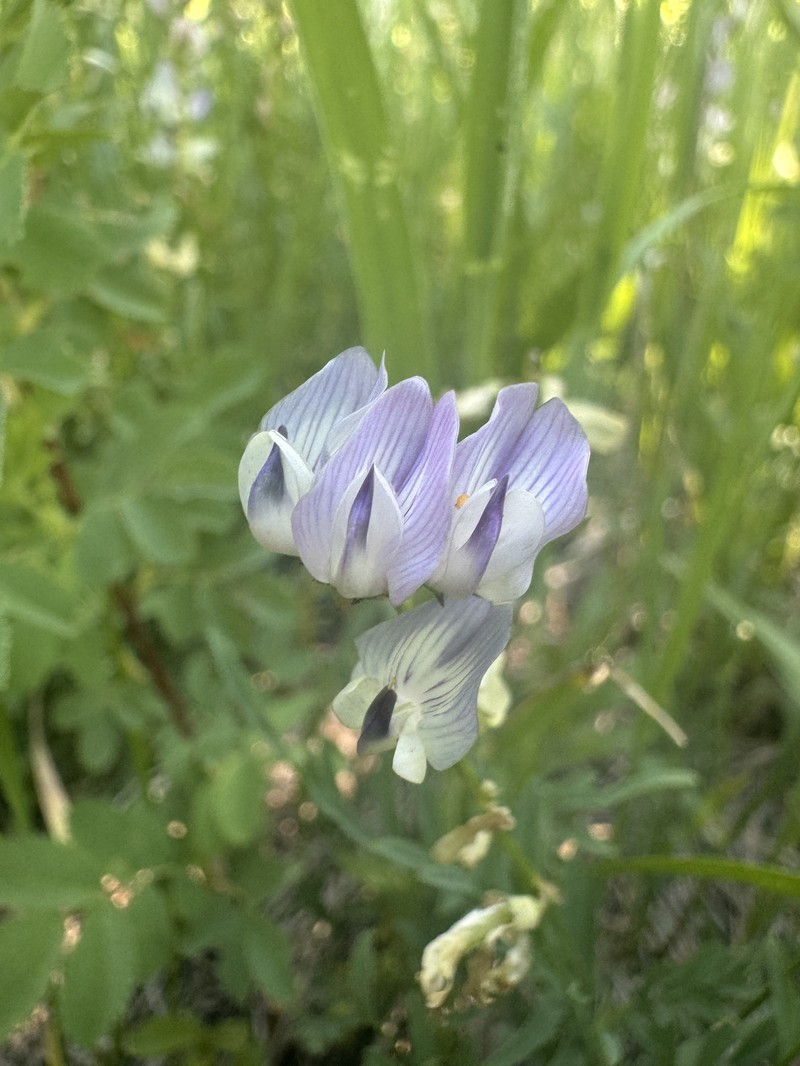 Astragalus miser var. decumbens photo 2
