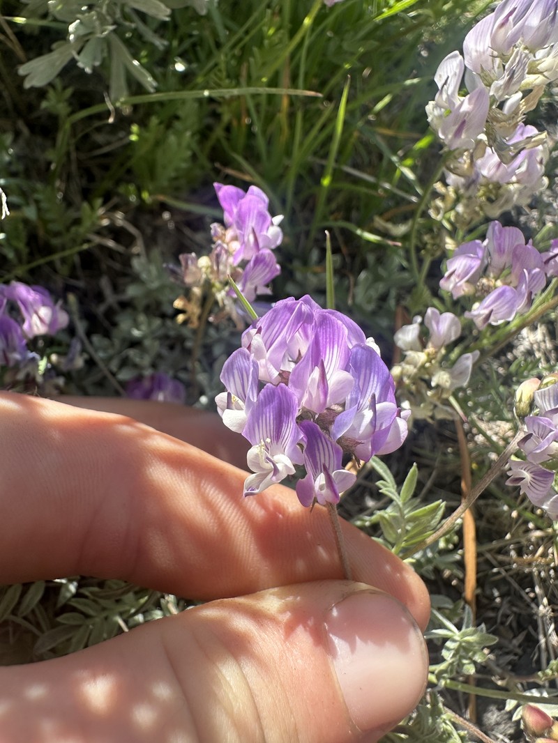 Astragalus miser var. decumbens photo 3