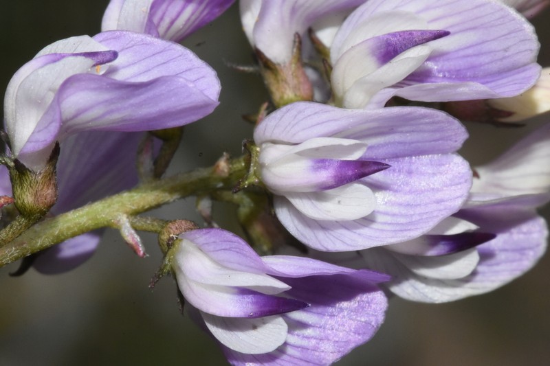 Astragalus miser var. decumbens photo 4