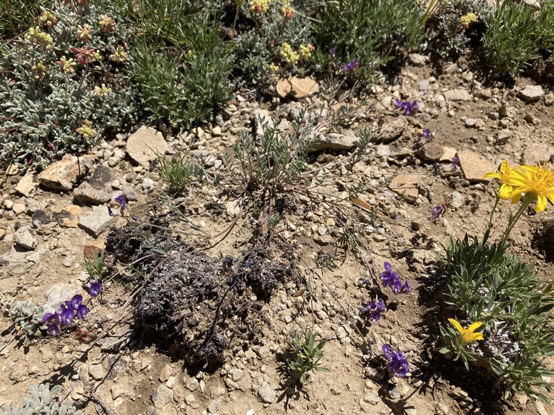 Astragalus miser var. decumbens photo 5