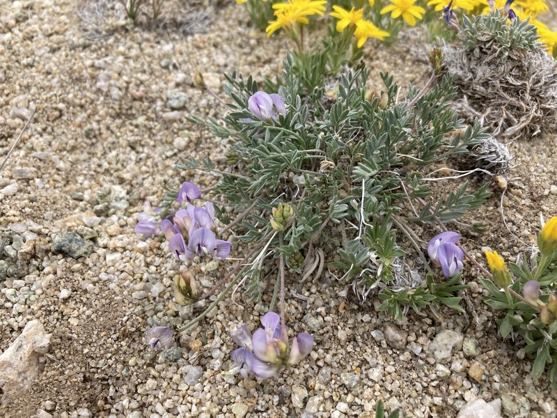 Astragalus miser var. decumbens photo 6
