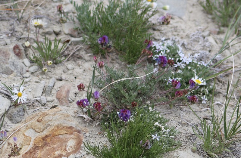Astragalus miser var. decumbens photo 7