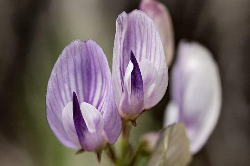 Astragalus miser var. decumbens photo 8