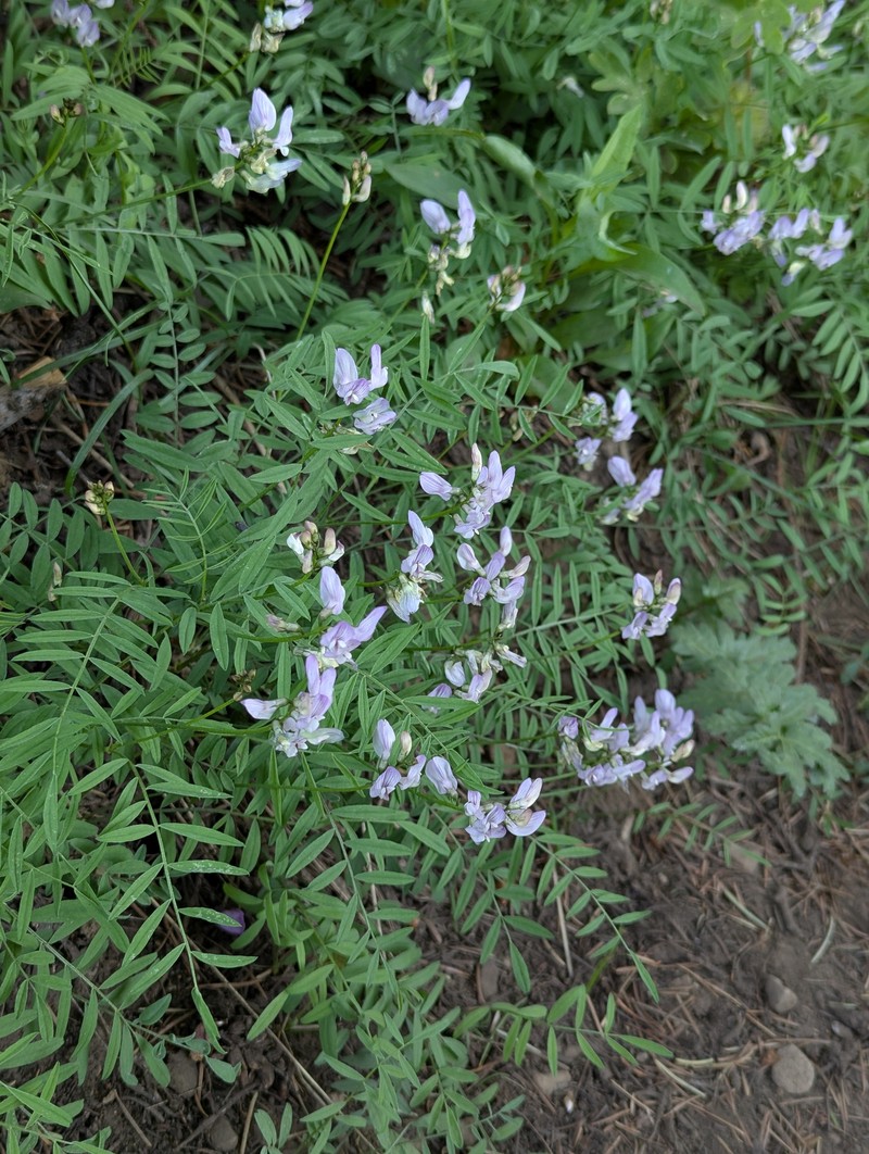 Astragalus miser var. hylophilus