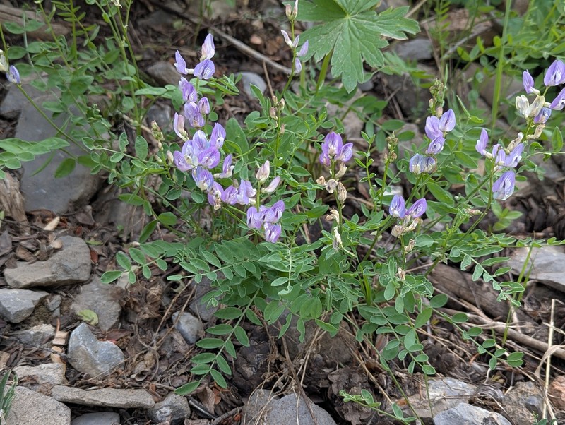 Astragalus miser var. hylophilus photo 2