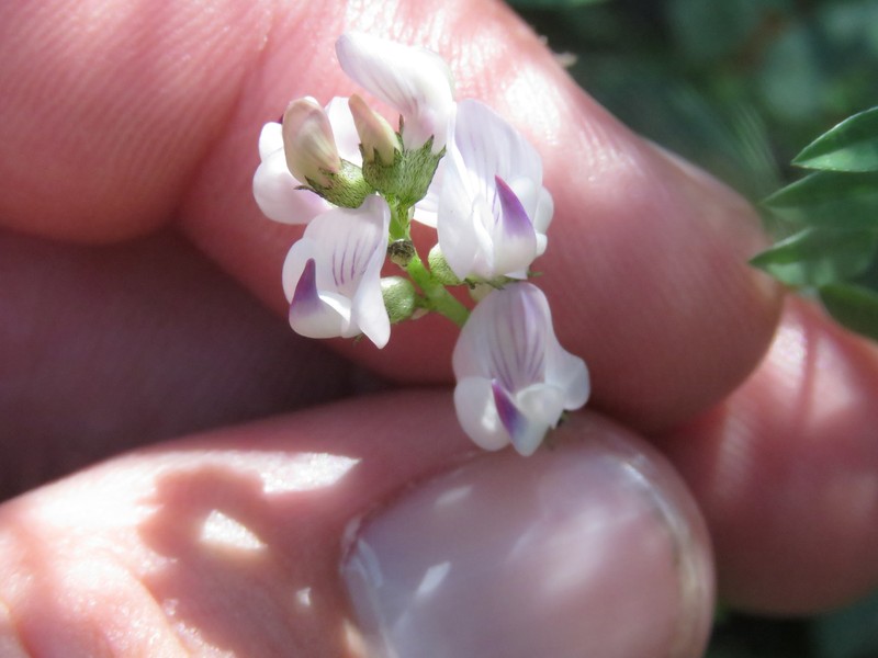 Astragalus miser var. hylophilus photo 3