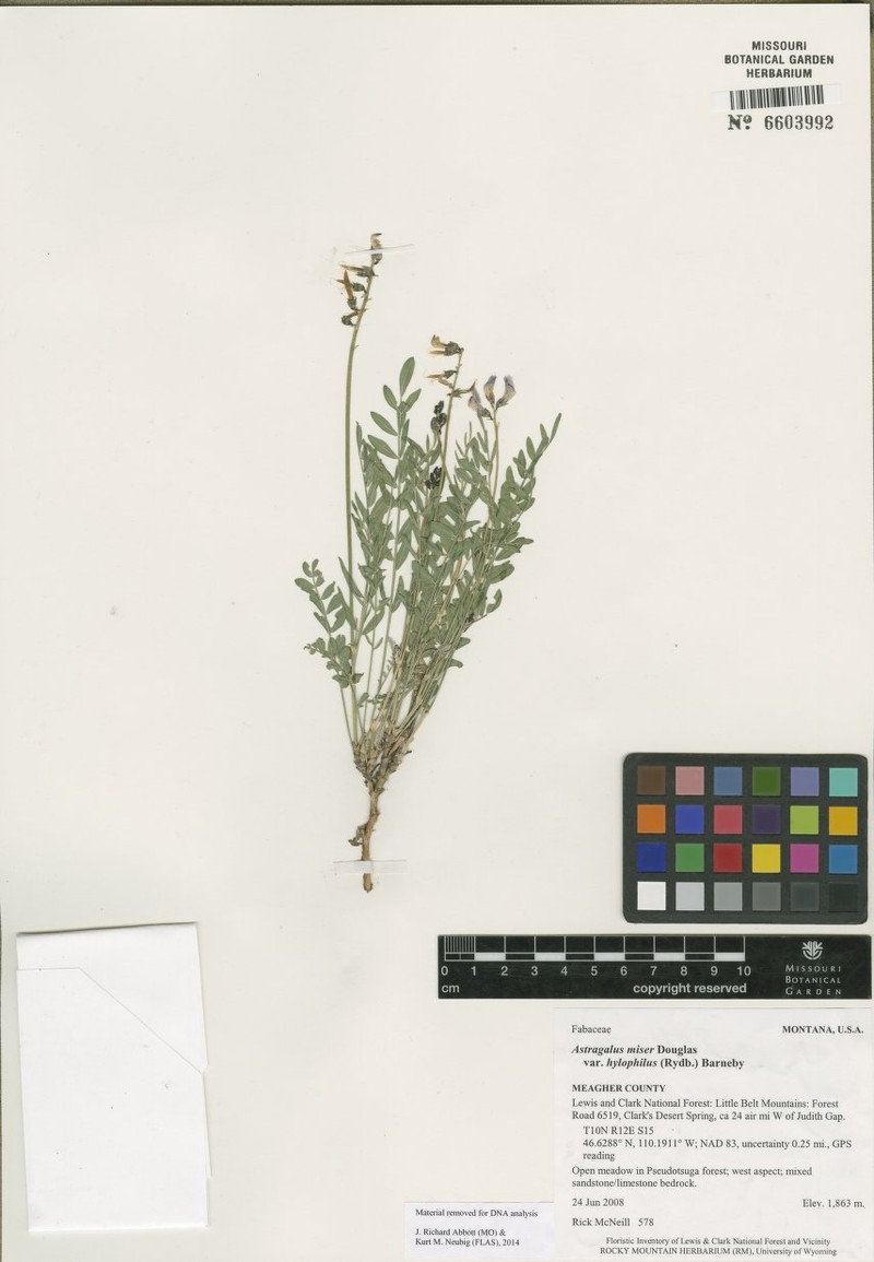 Astragalus miser var. hylophilus photo 4