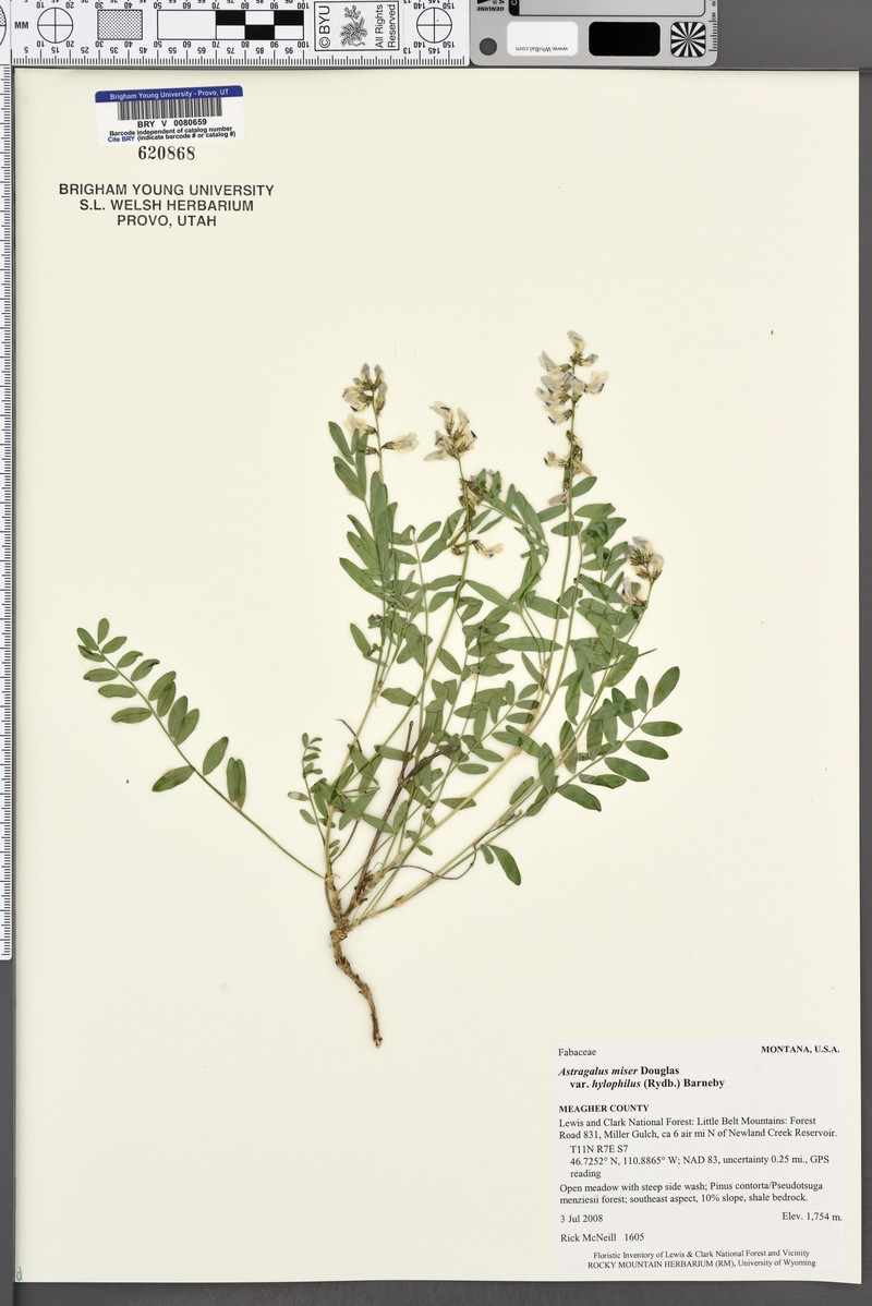 Astragalus miser var. hylophilus photo 5
