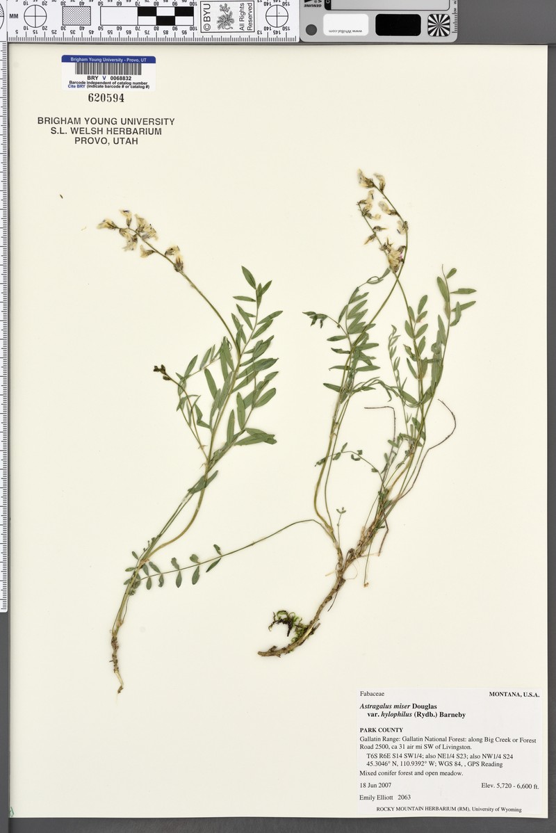 Astragalus miser var. hylophilus photo 6