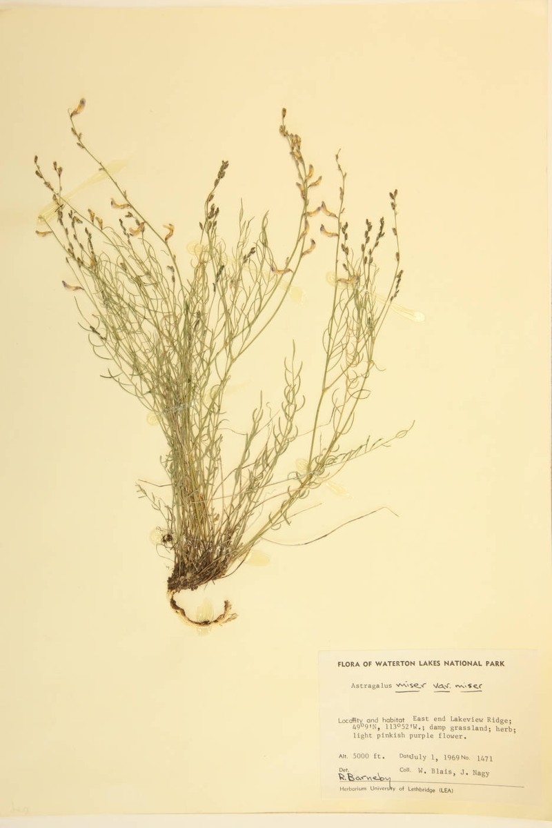 Astragalus miser var. miser