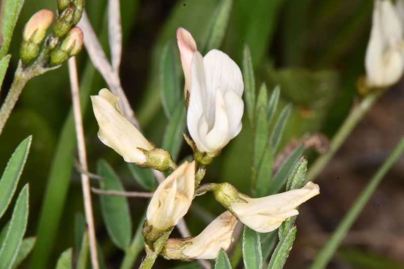 Astragalus miser var. oblongifolius