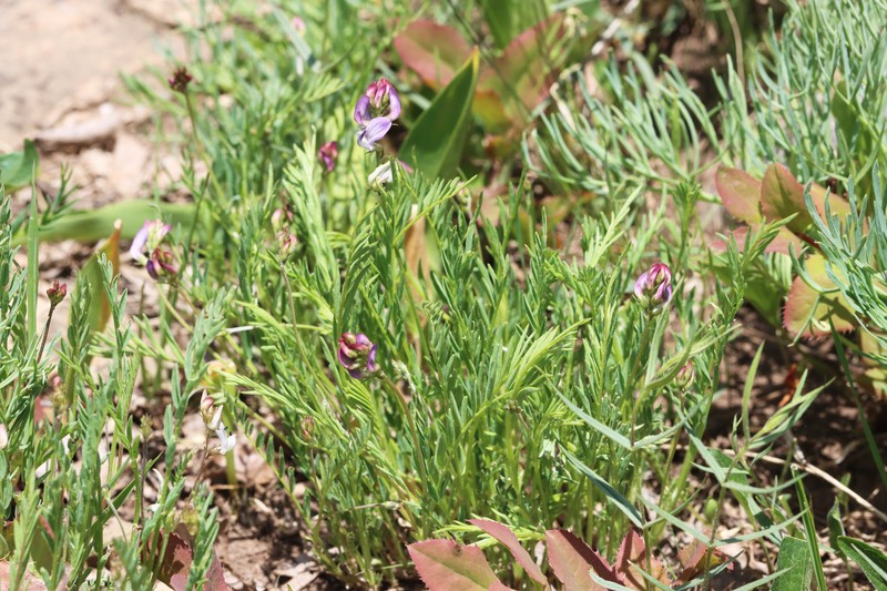 Astragalus miser var. oblongifolius photo 2