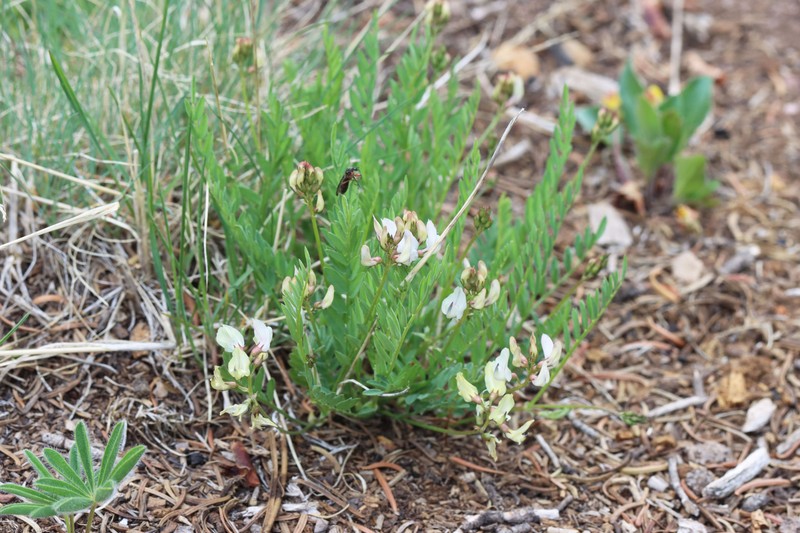 Astragalus miser var. oblongifolius photo 3