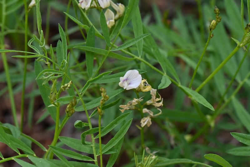 Astragalus miser var. oblongifolius photo 4