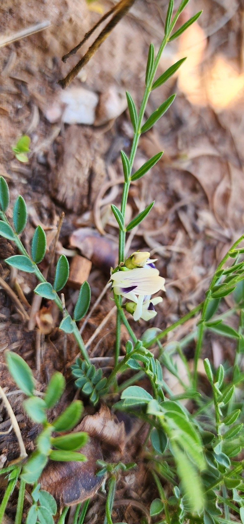 Astragalus miser var. oblongifolius photo 5