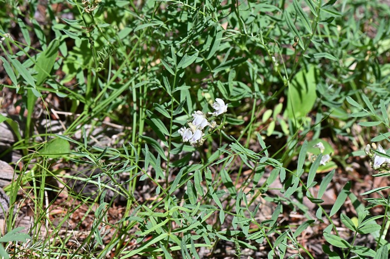 Astragalus miser var. oblongifolius photo 6