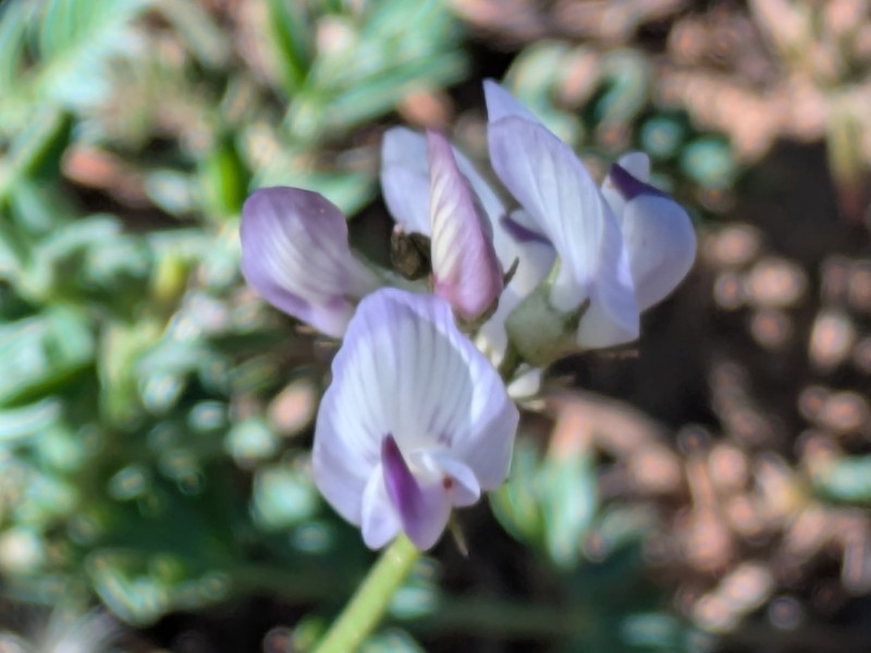 Astragalus miser var. oblongifolius photo 7