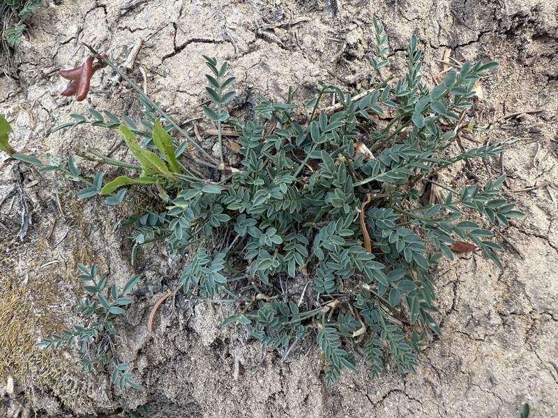 Astragalus miser var. oblongifolius photo 8
