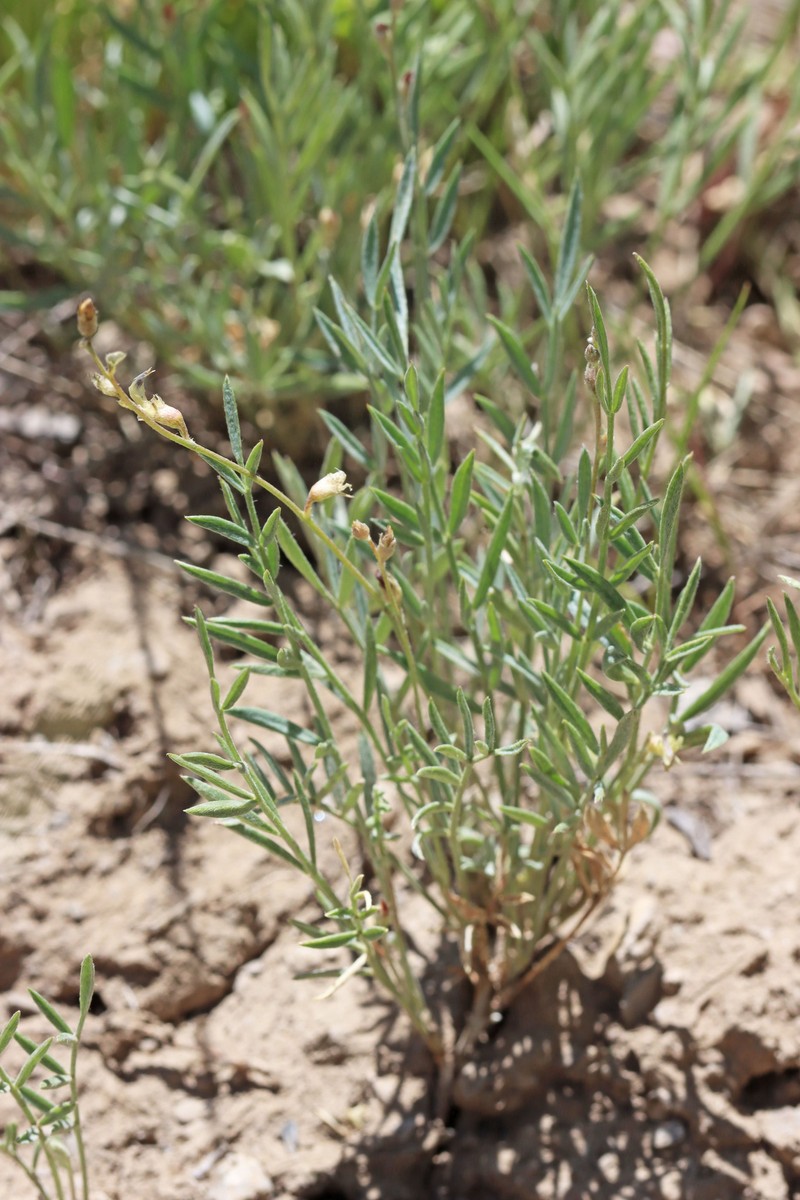 Astragalus miser var. praeteritus