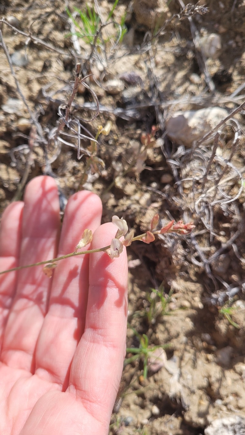 Astragalus miser var. praeteritus photo 2