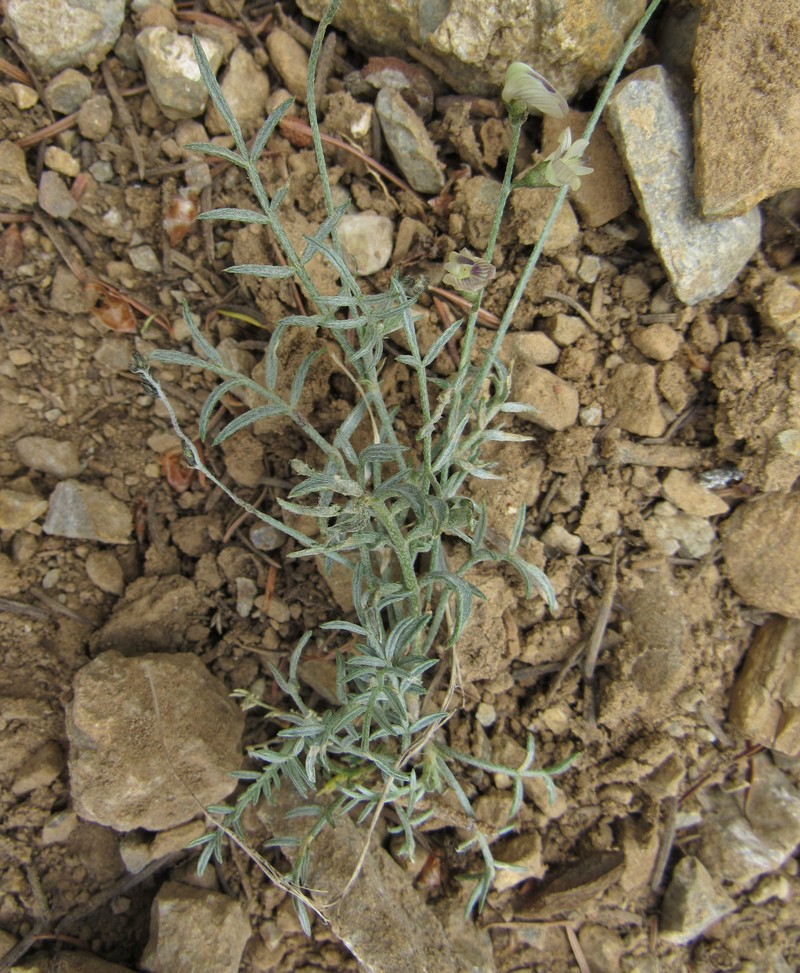 Astragalus miser var. praeteritus photo 3