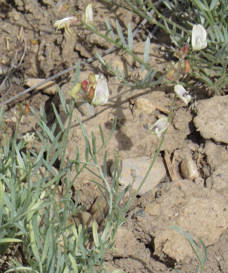 Astragalus miser var. praeteritus photo 4