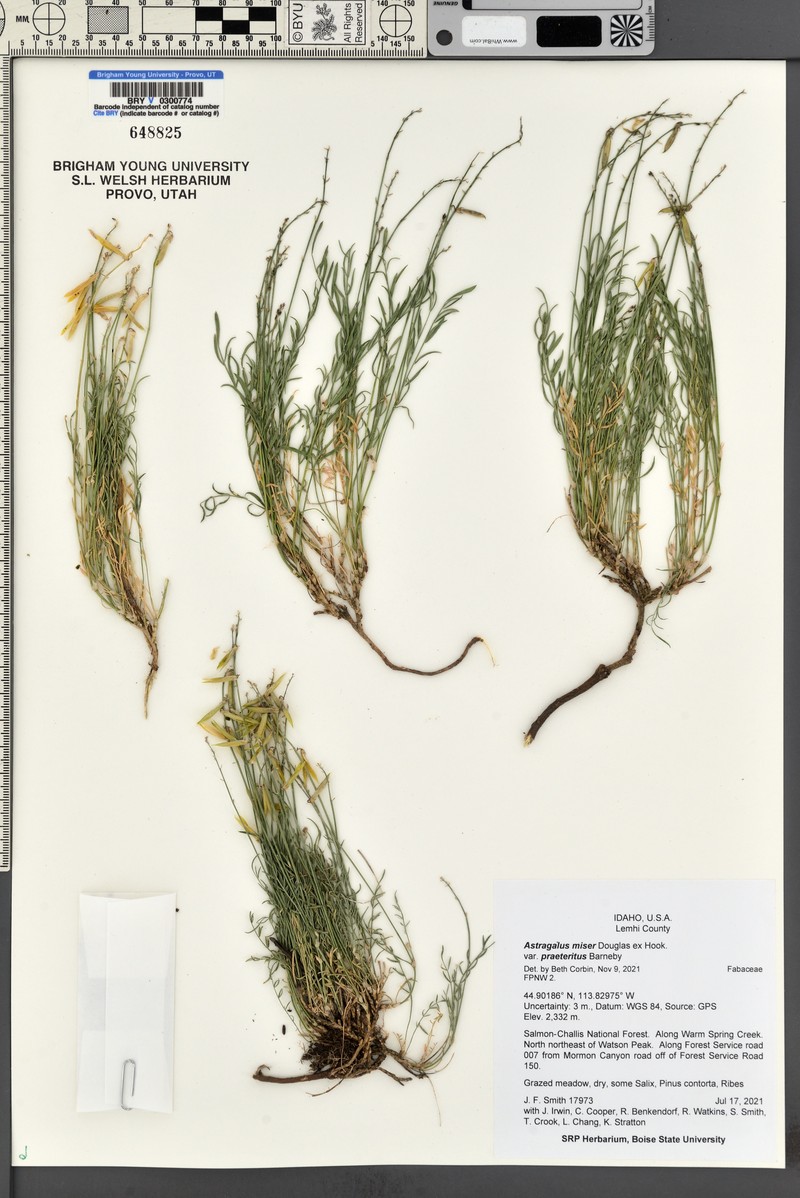 Astragalus miser var. praeteritus photo 5