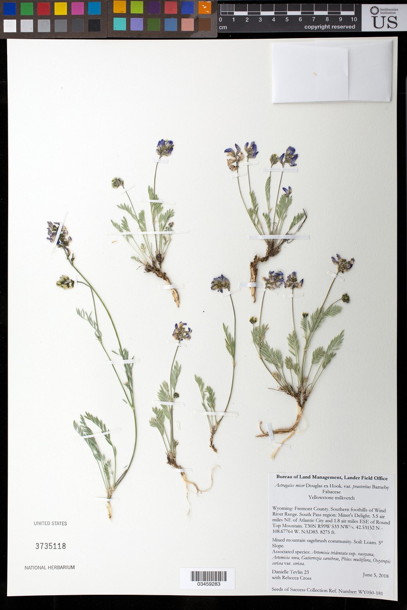 Astragalus miser var. praeteritus photo 6