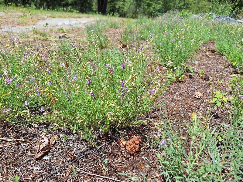 Astragalus miser var. serotinus