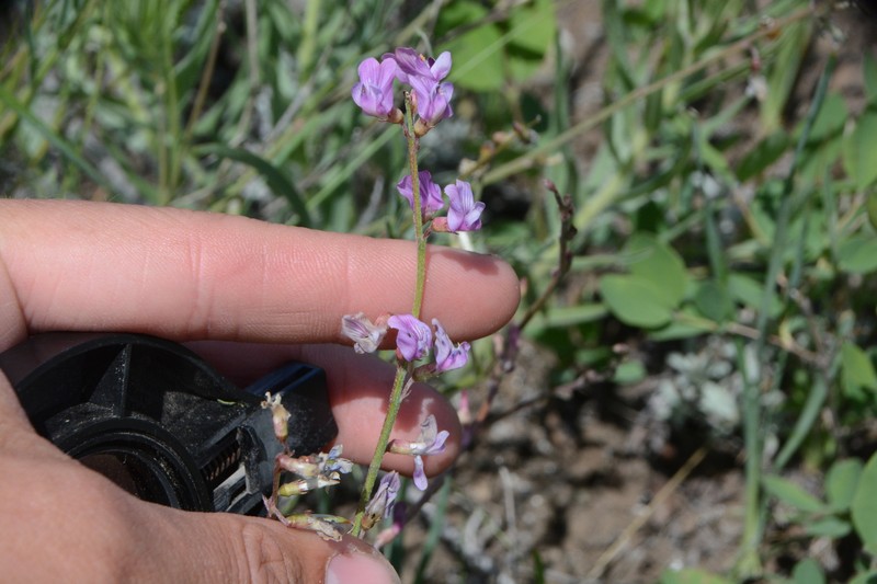 Astragalus miser var. serotinus photo 2