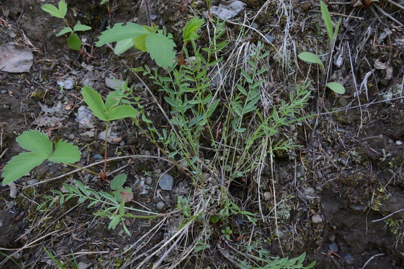 Astragalus miser var. serotinus photo 3