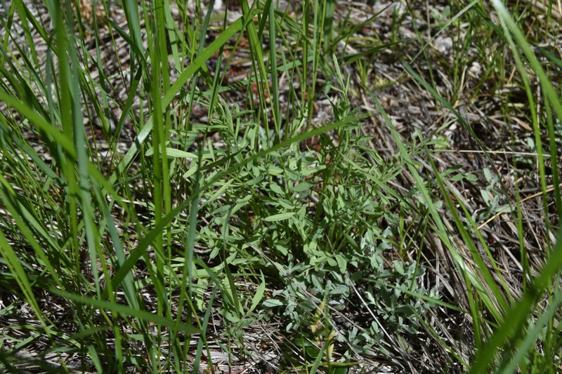 Astragalus miser var. serotinus photo 5