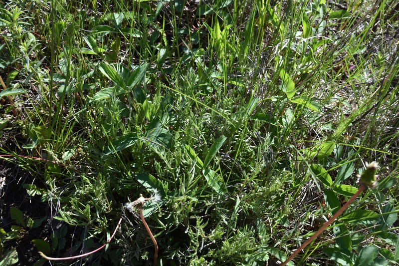 Astragalus miser var. serotinus photo 6