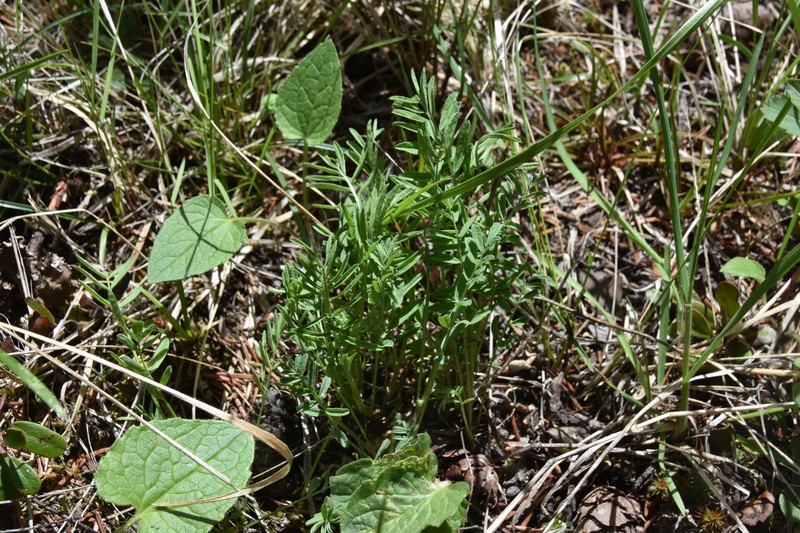 Astragalus miser var. serotinus photo 7