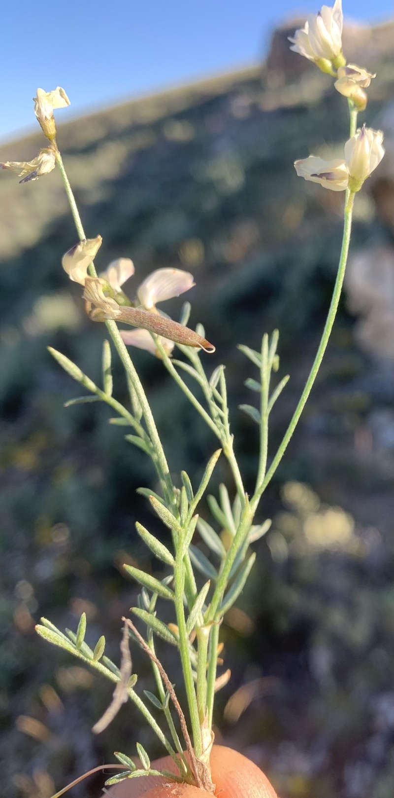 Astragalus miser var. tenuifolius