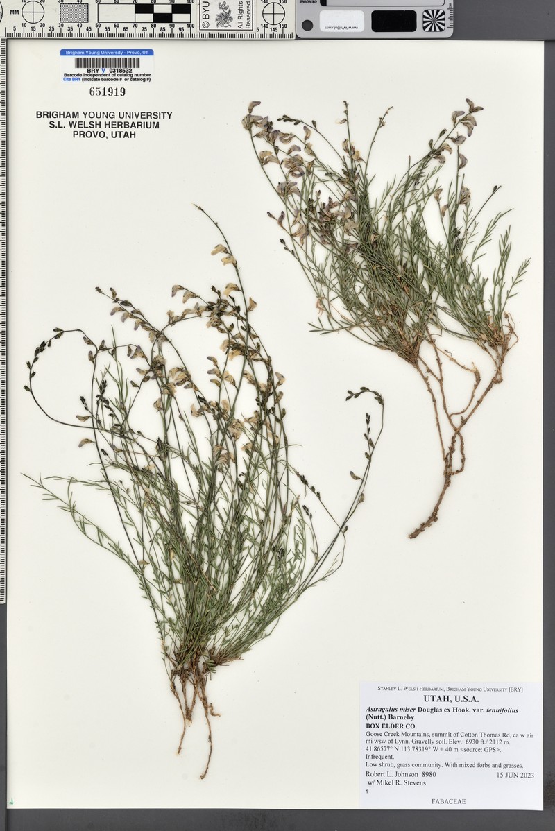 Astragalus miser var. tenuifolius photo 2