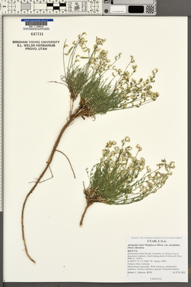 Astragalus miser var. tenuifolius photo 3