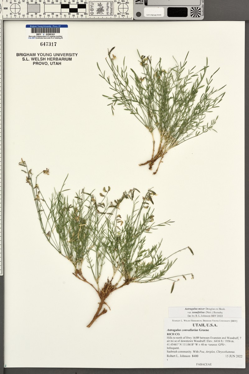 Astragalus miser var. tenuifolius photo 4
