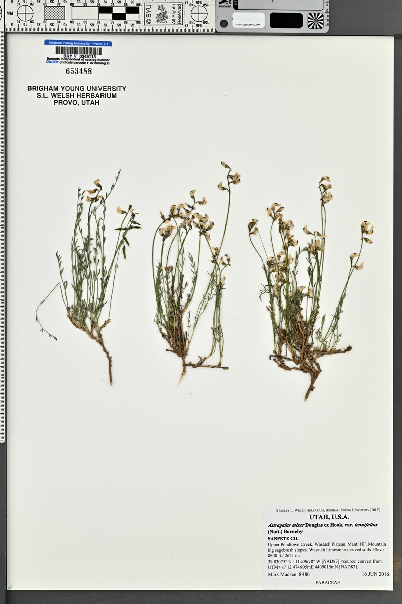 Astragalus miser var. tenuifolius photo 5