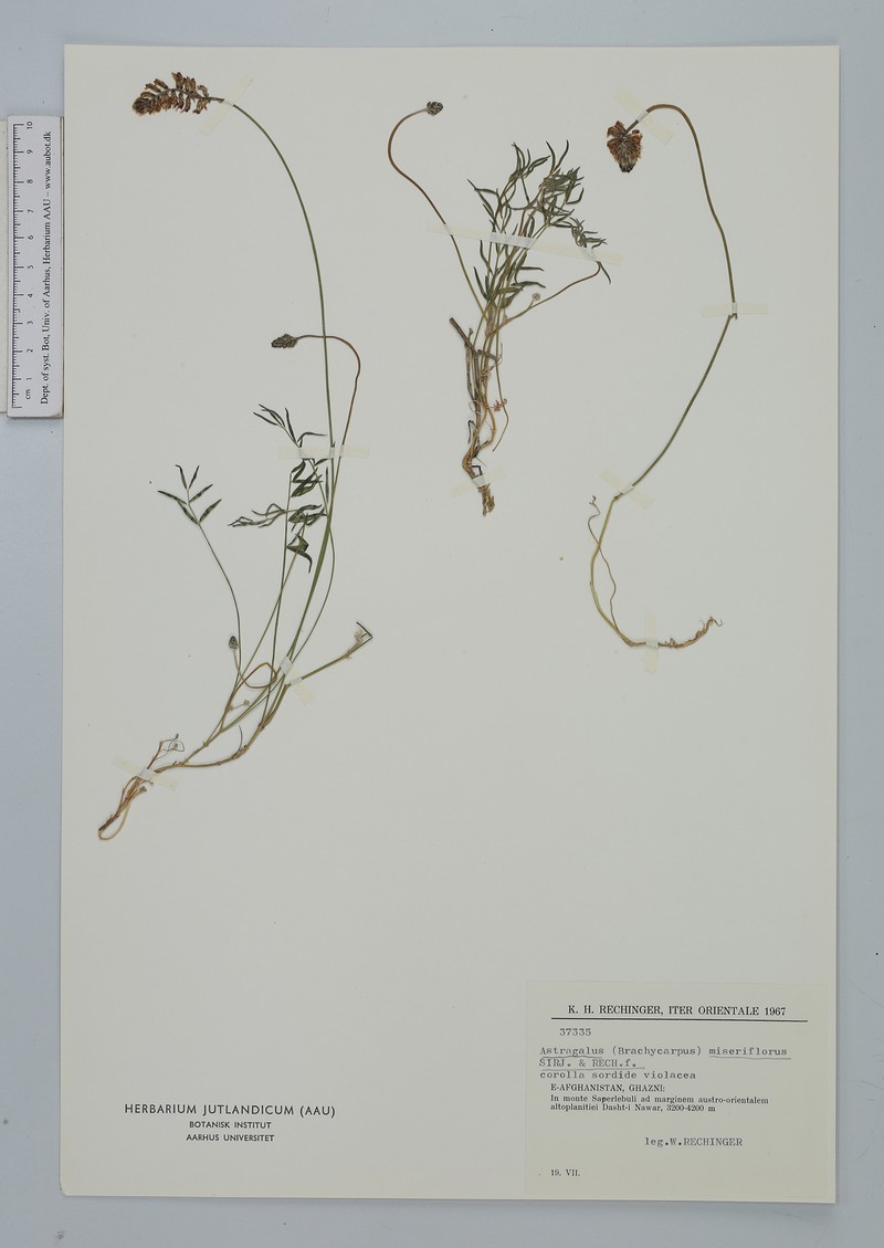 Astragalus miseriflorus