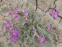 Missouri Milkvetch